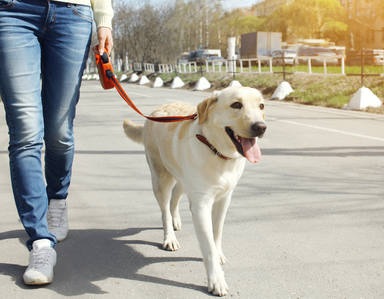 Los 5 errores que cometes al pasear a tu perro cada día