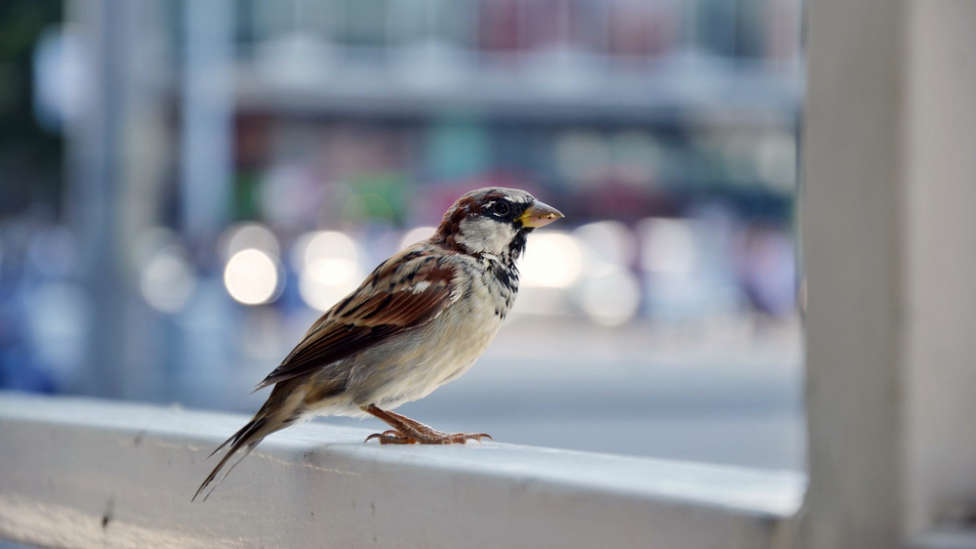 ¿Cómo ayudar a los pájaros de la ciudad durante la ola de frío? Así lo ha hecho Mar Amate en su balcón
