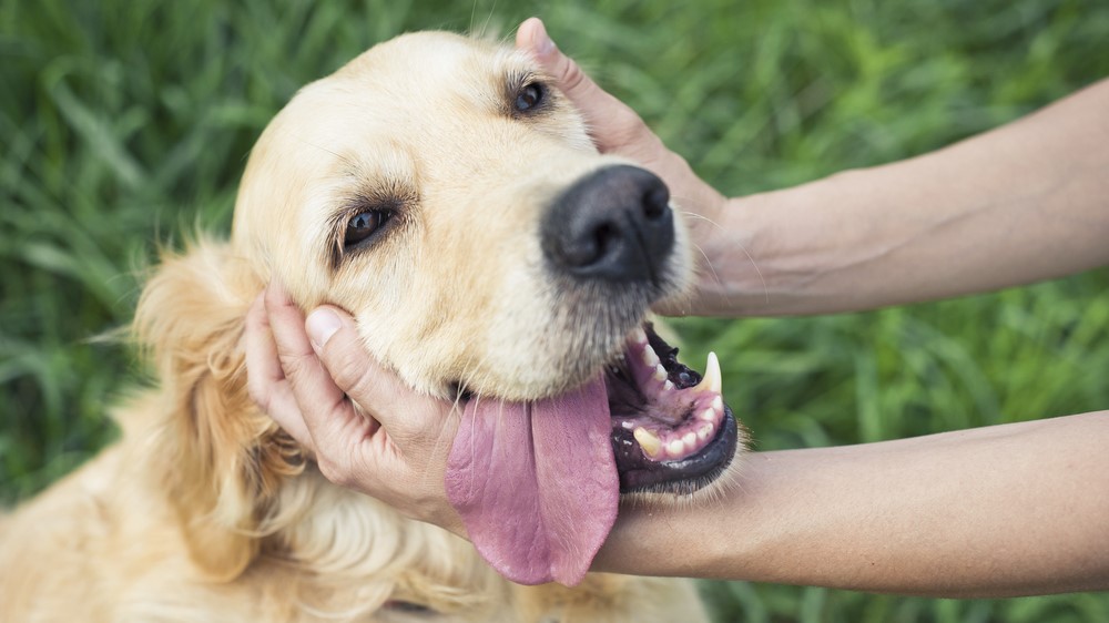 Las cuatro leyes más absurdas, pero reales, para perros: "No se permite hacer carantoñas"