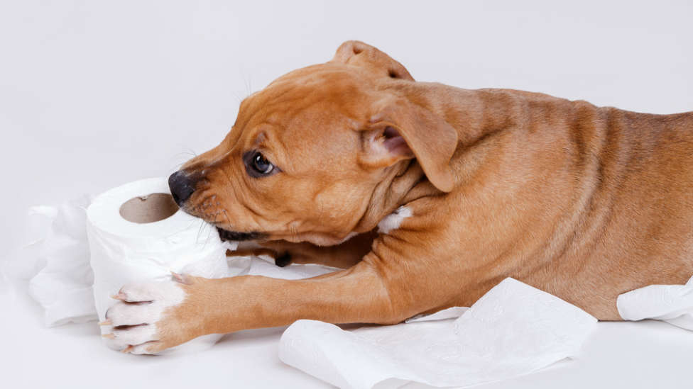 Este puede ser el motivo por el que tu perro come papel