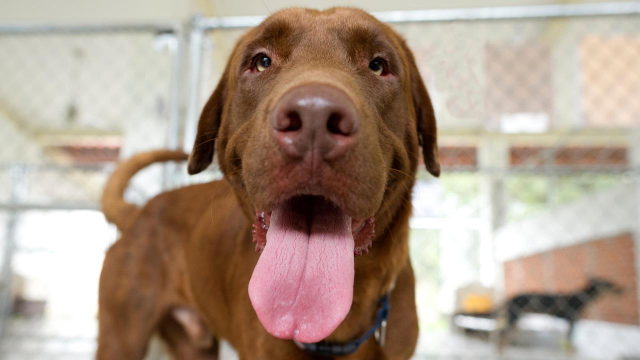 El perro que se ha hecho viral por salvar la vida a su dueña tras sufrir un ataque epiléptico