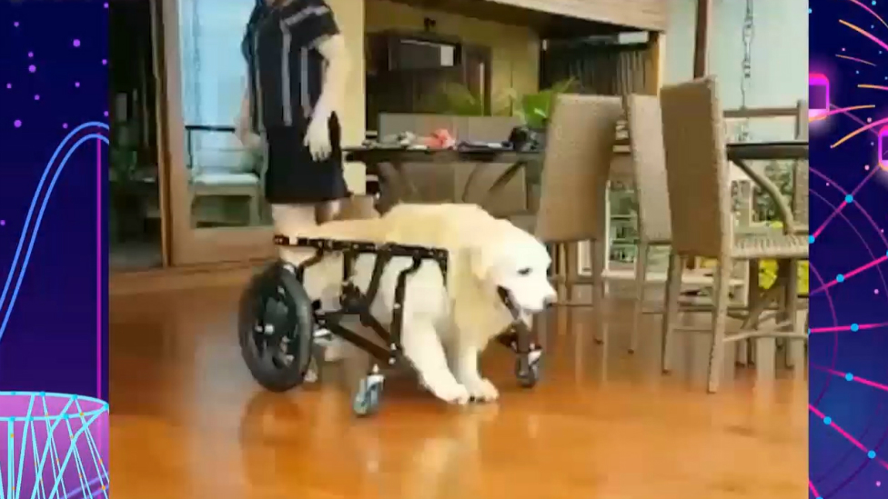 Así reacciona este perro en silla de ruedas al ver por primera vez una piscina