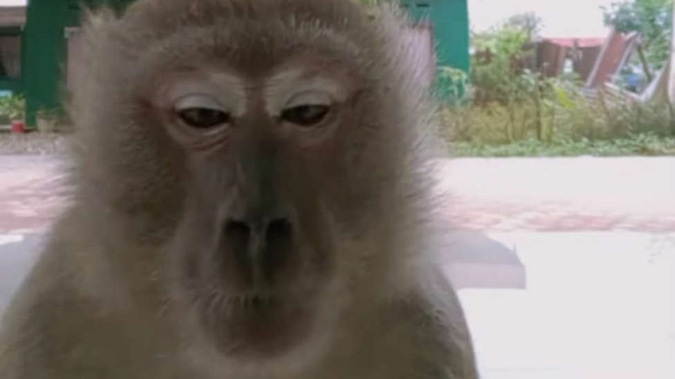 El vídeo viral del mono ladrón de móviles