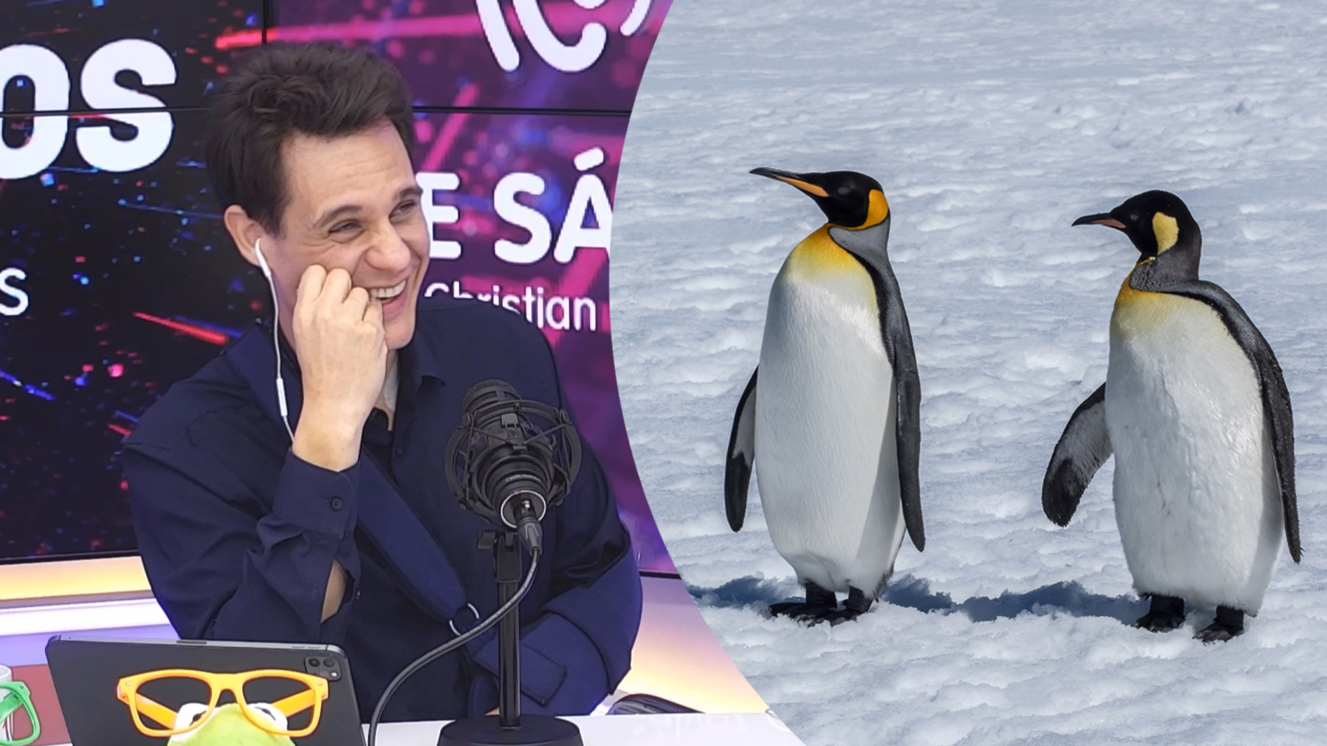 Descubre el talento oculto de los pingüinos: "Pueden lanzarla a metro y medio"