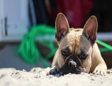 Gossos i platja, noves normatives