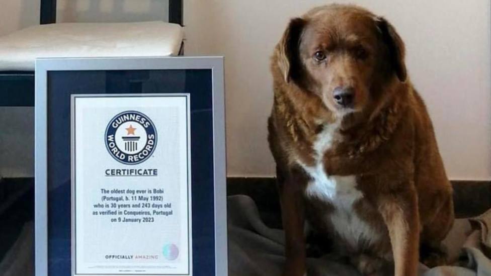 Bobi, el perro que ha conseguido un récord Guinness por sus 30 años de edad