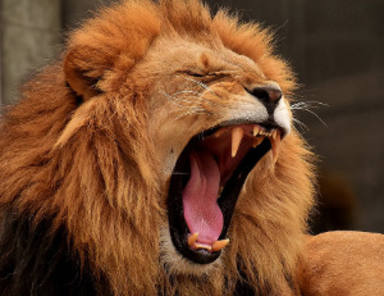 Venen un lleó dissecat per internet a Castelldefels