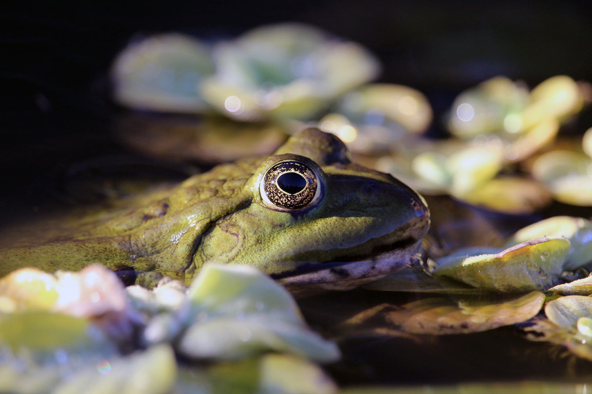 El curioso nombre a una nueva especie de rana: "Es su grupo favorito"