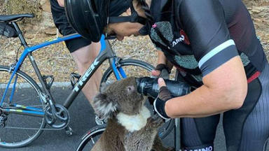 Un koala se acerca a una ciclista a pedirle agua y se convierte en viral