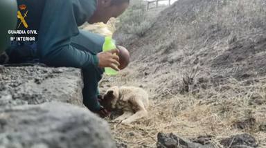 El emotivo rescate de un perro en el incendio de Gran Canaria que ha conmovido al mundo