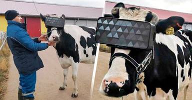Vaques amb ulleres de realitat virtual