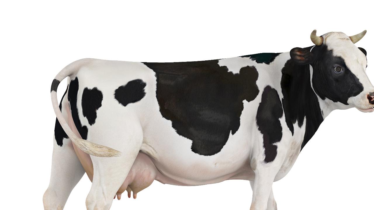 El secreto de belleza detrás de la vaca cántabra nombrada como la más bonita del mundo por tercer año
