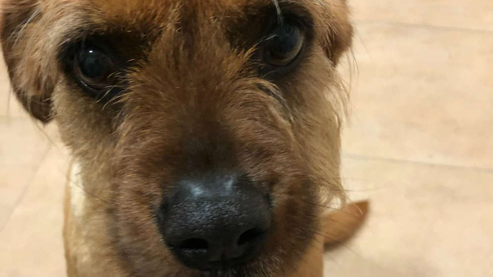 Javi Nieves la lía cortándole el pelo a su perro Bolitxe