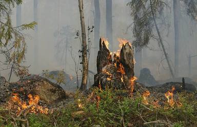 Se prohiben hasta el 15 de octubre las barbacoas y quemas agrícolas en los espacios forestales de Andalucía