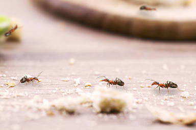 Remeis naturals per acabar amb les formigues a casa
