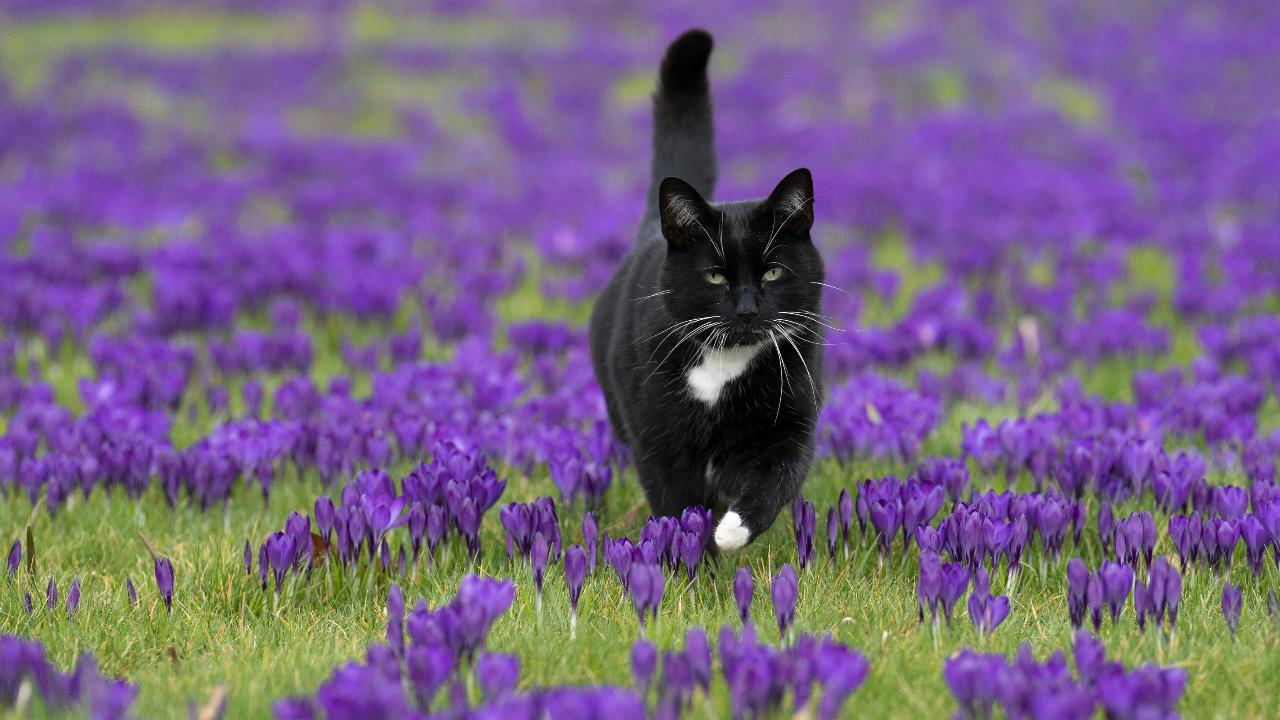 Las tres razones por las que tu gato te mira fijamente a los ojos