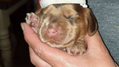 El emotivo momento que regaló este perriro a su familia al abrir los ojos por primera vez