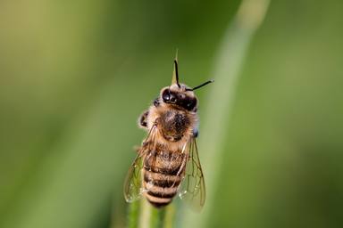 Trucs per allunyar abelles i vespes