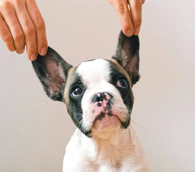 Com netejar les orelles a un gos: trucs pràctics per a casa