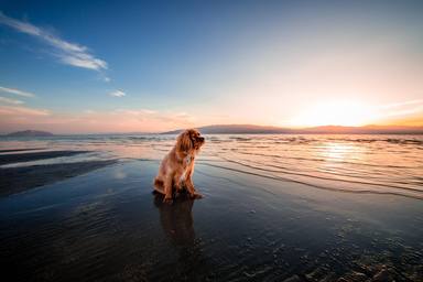 ¿Quieres ir a la playa con tu perro este verano? Estos son los mejores arenales de España