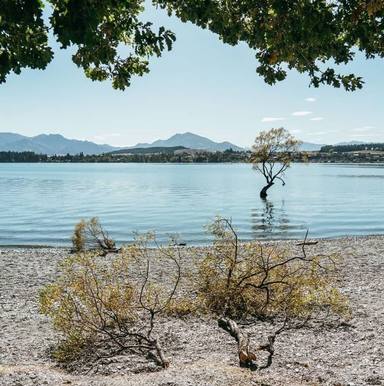 Wanaka Tree, uno de los paisajes más emblemáticos de Nueva Zelanda, destruido