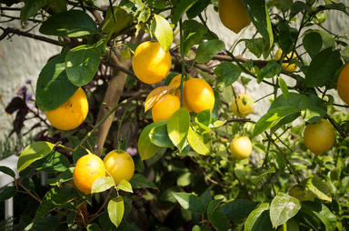 Los incontables beneficios del agua templada con limón: ¿mitos o verdades?