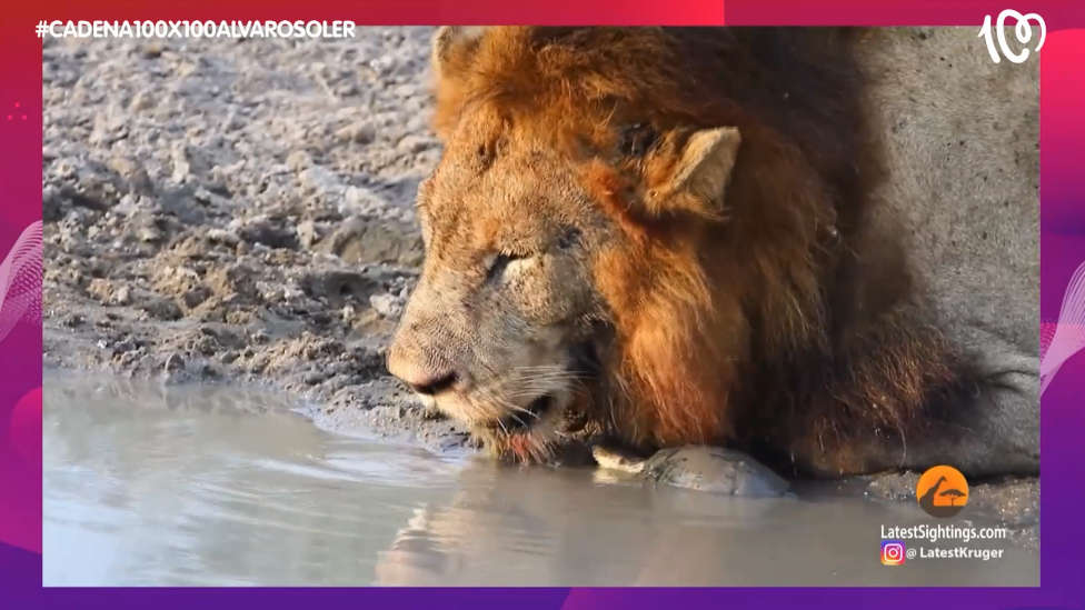 El escalofriante vídeo de una tortuga enfrentándose a un león