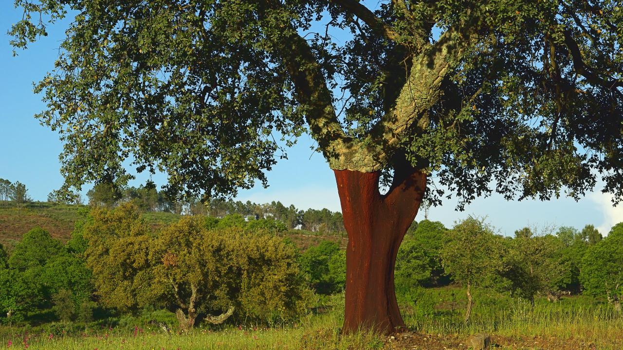Los árboles y bosques de España que participan en un concurso para elegir el mejor de Europa