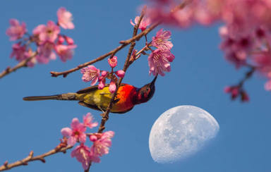 La primera Lluna plena de la primavera