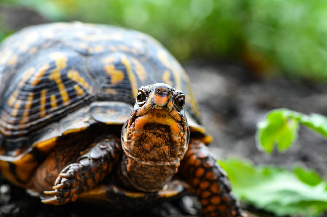 La primavera ja és aquí, segons la tortuga més famosa de Banyoles