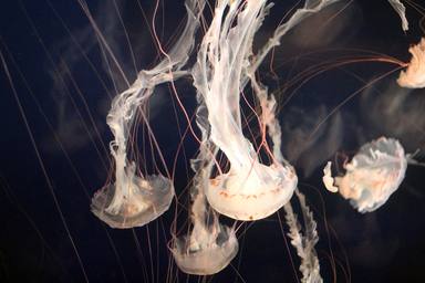 Això és el que has de fer si et pica una medusa