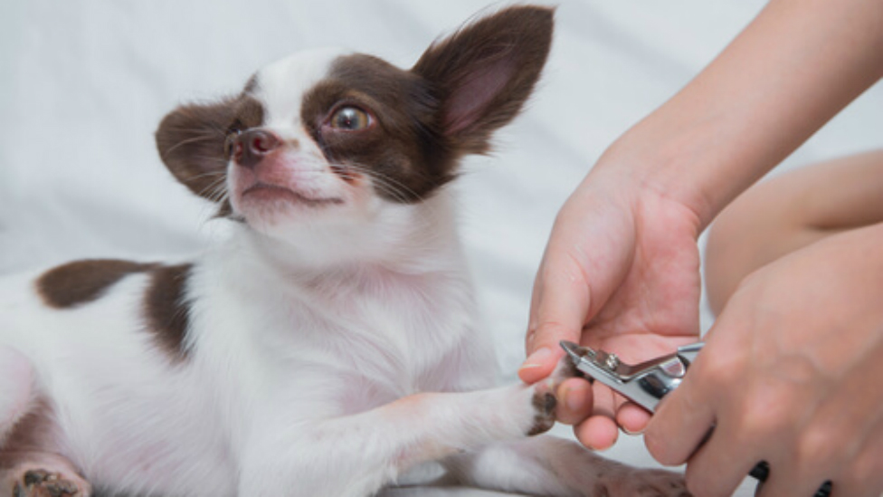 ¿Es misión imposible cortar las uñas a tu perro? Este truco resolverá el problema
